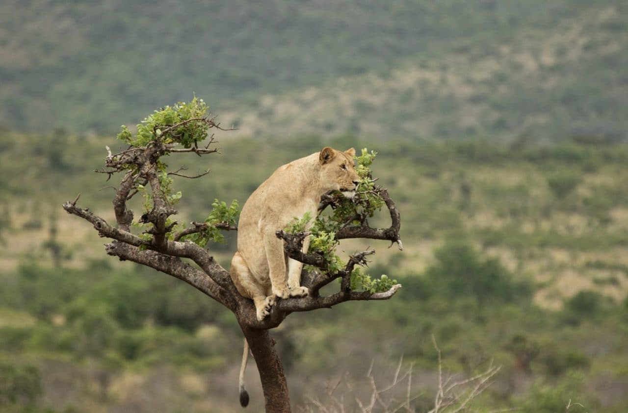 Lion in tree at Akagera National Park, Rwanda
