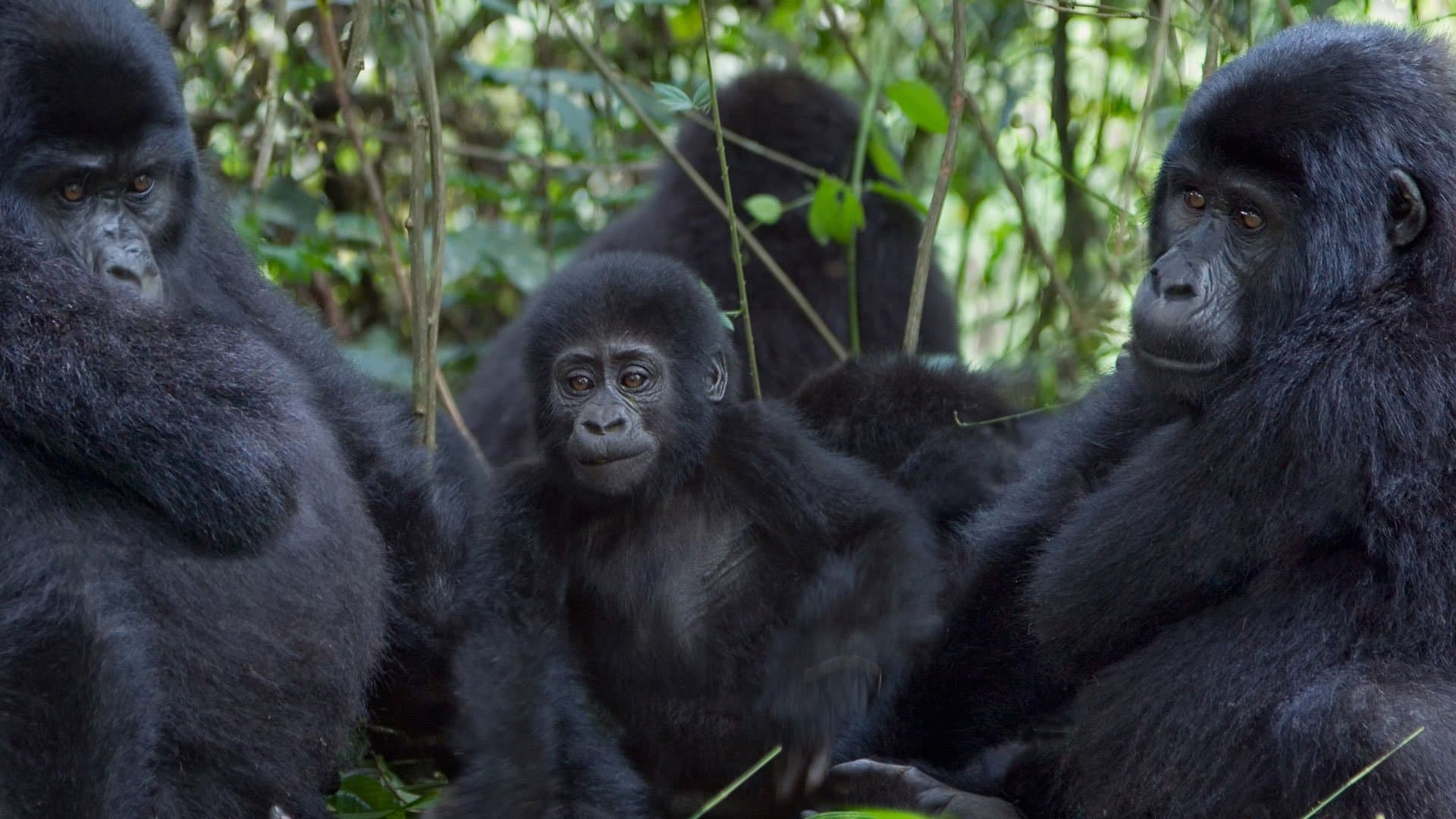 The Ultimate Guide to Gorilla Trekking in Uganda edit