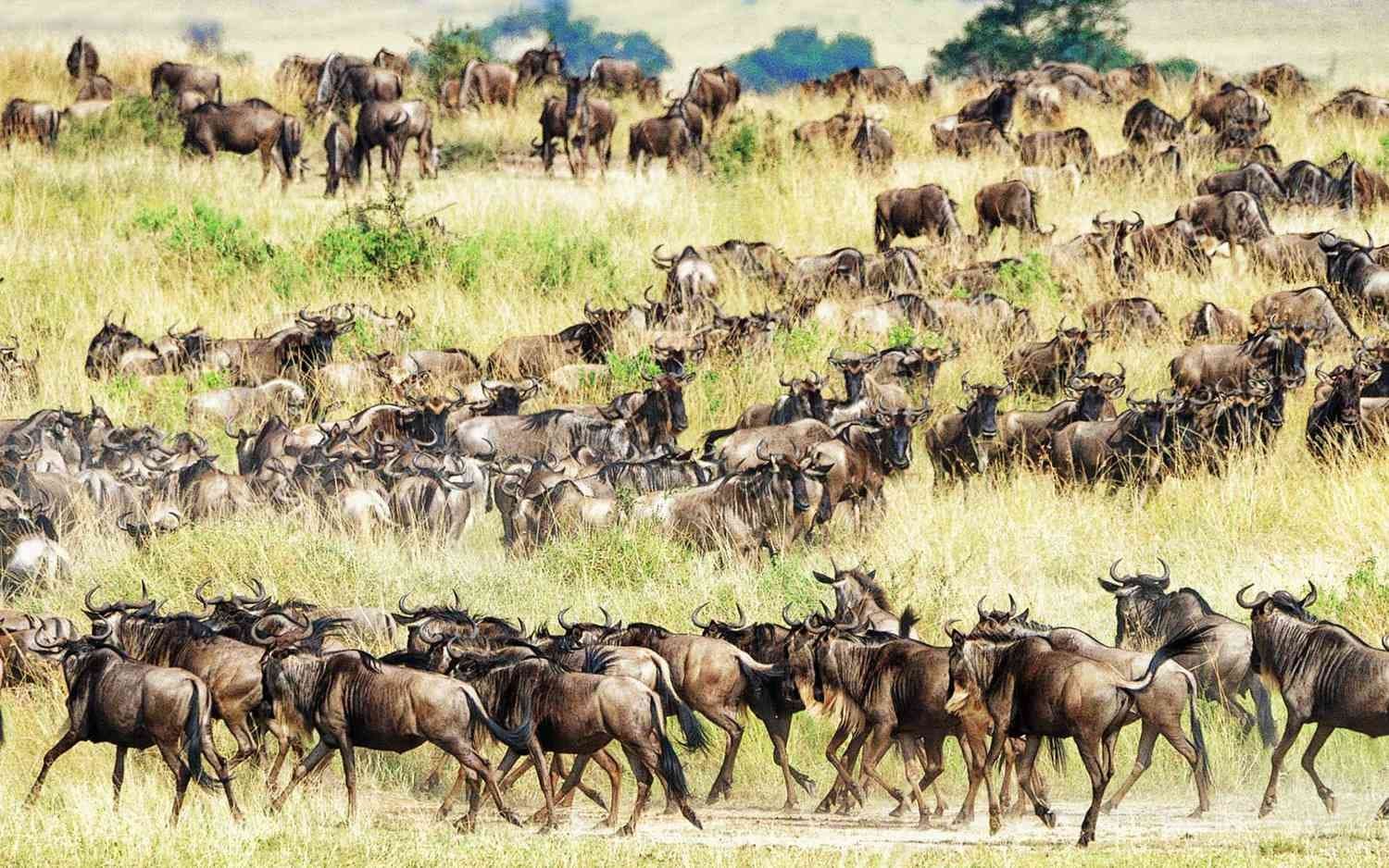 Witnessing the Great Migration: A Month-by-Month Guide