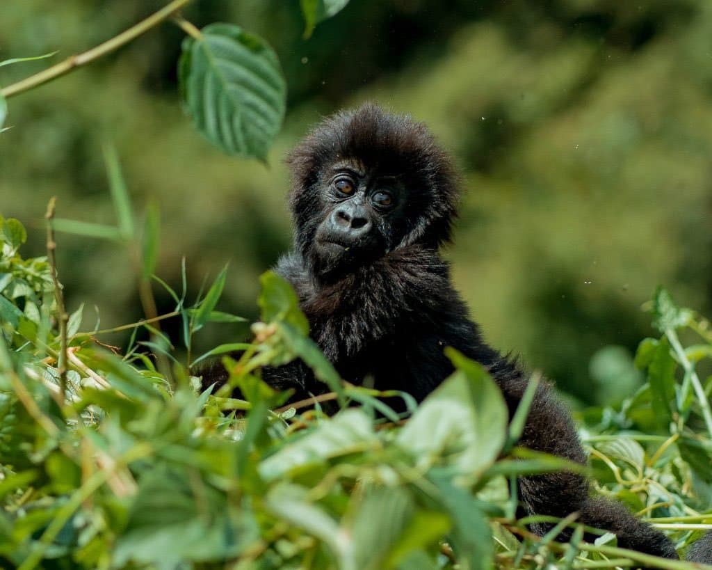 4 Days gorilla trekking in uganda